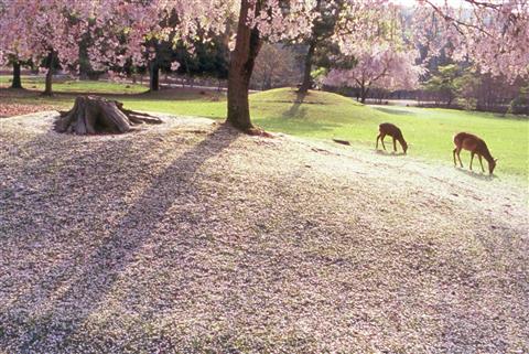 奈良公園　写真提供：一般財団法人 奈良県ビジターズビューロー